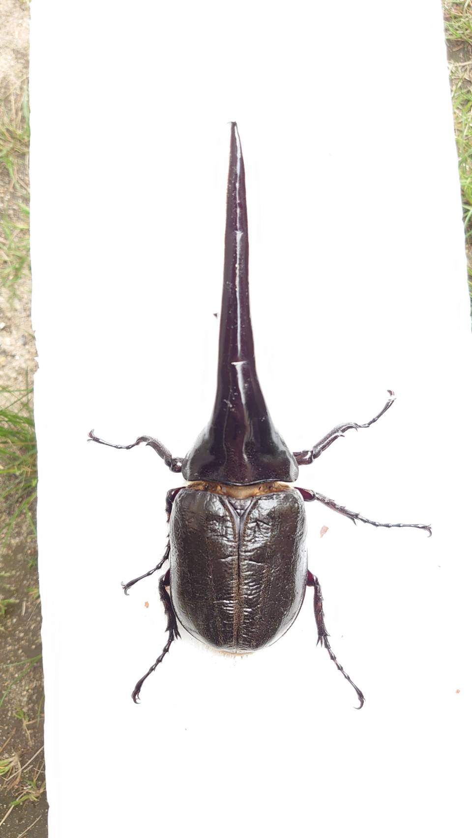 ヘラクレスヘラクレス 166mm – BRONZE BEETLE